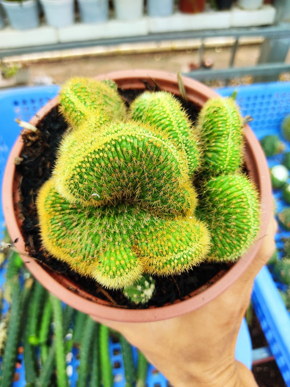 Xương rồng NGA VOI CREST (nhiều size)