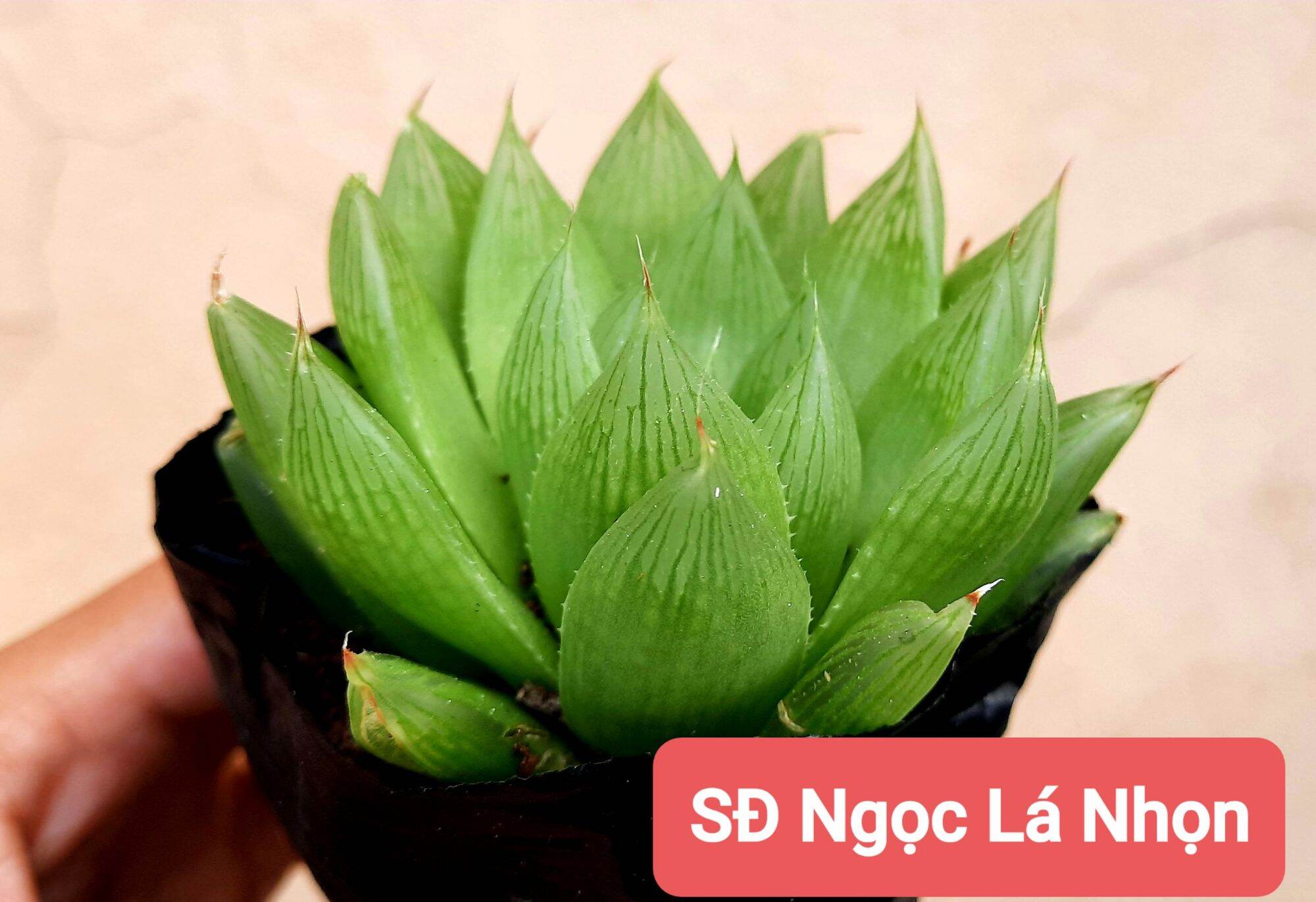 Sen đá NGỌC ĐUỐC size bầu