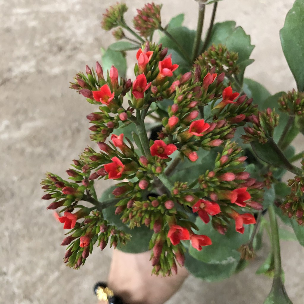 Cây hoa sống đời, chiều cao 20-25cm
