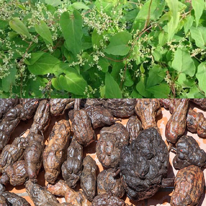 1 BỊCH HÀ THỦ Ô KHÔ