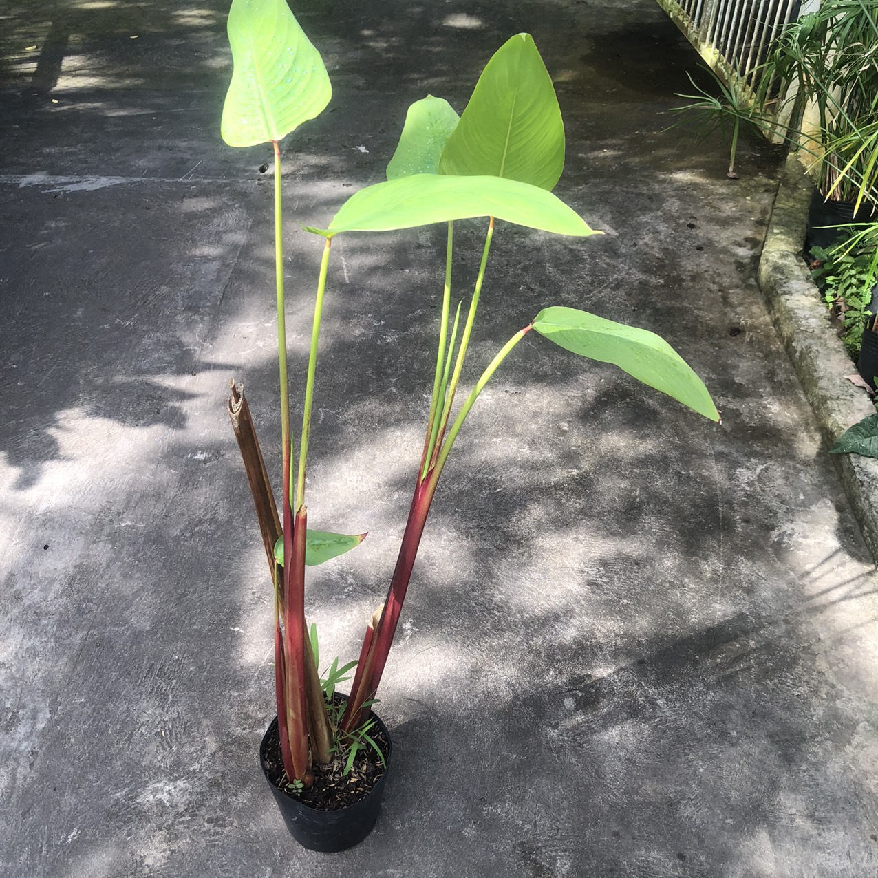 Cây hồng hạc/cần câu - Thalia geniculata