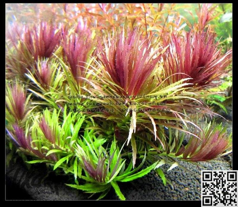 Ngỗ tím .thuỷ sinh (12 ngọn)