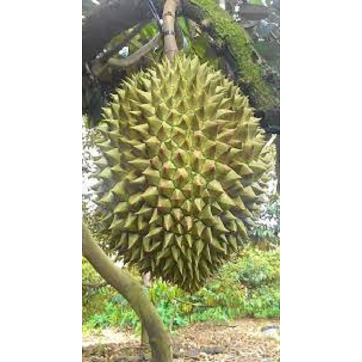 CÂY GIỐNG SẦU RIÊNG MONTHONG THÁI LAN (sầu riêng Dona)