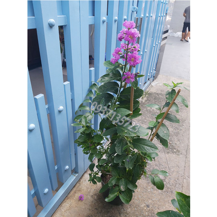 Cây bằng lăng tím thái cao từ 40-60 cm