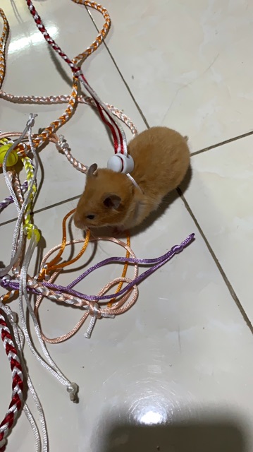 Dây dắt hamster có chuông