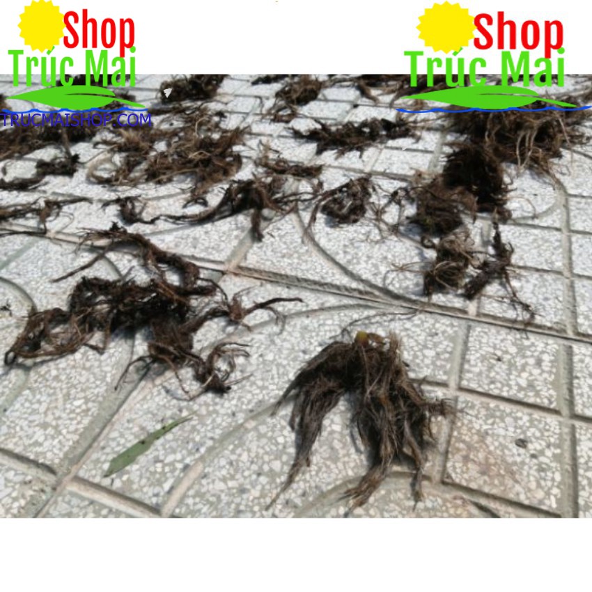 Rễ bèo tây (rễ lục bình) 500g