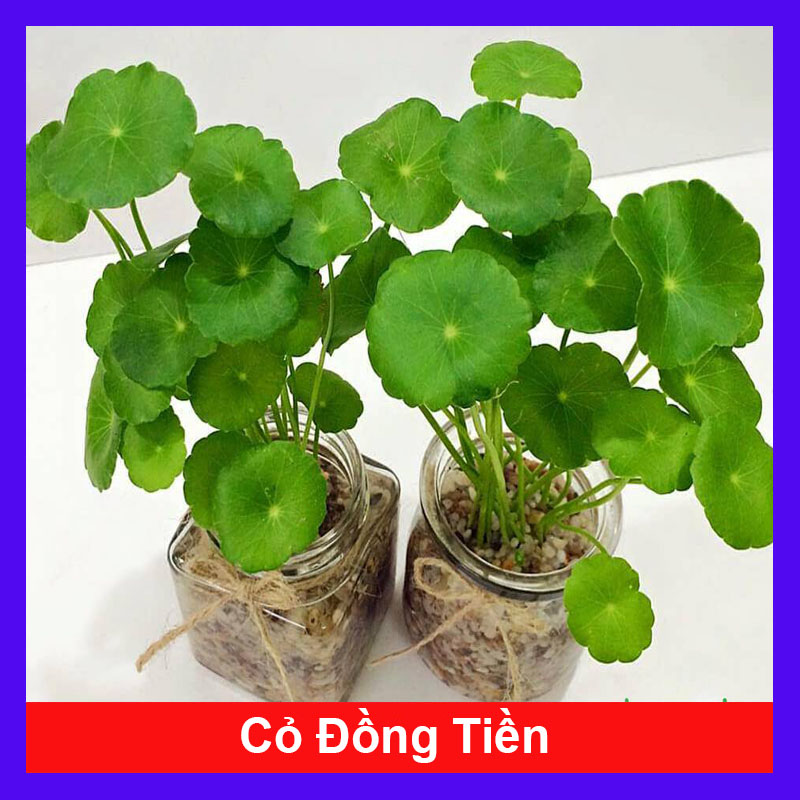 Cỏ Đồng Tiền - Cây cảnh để bàn - Cây rau má Nhật