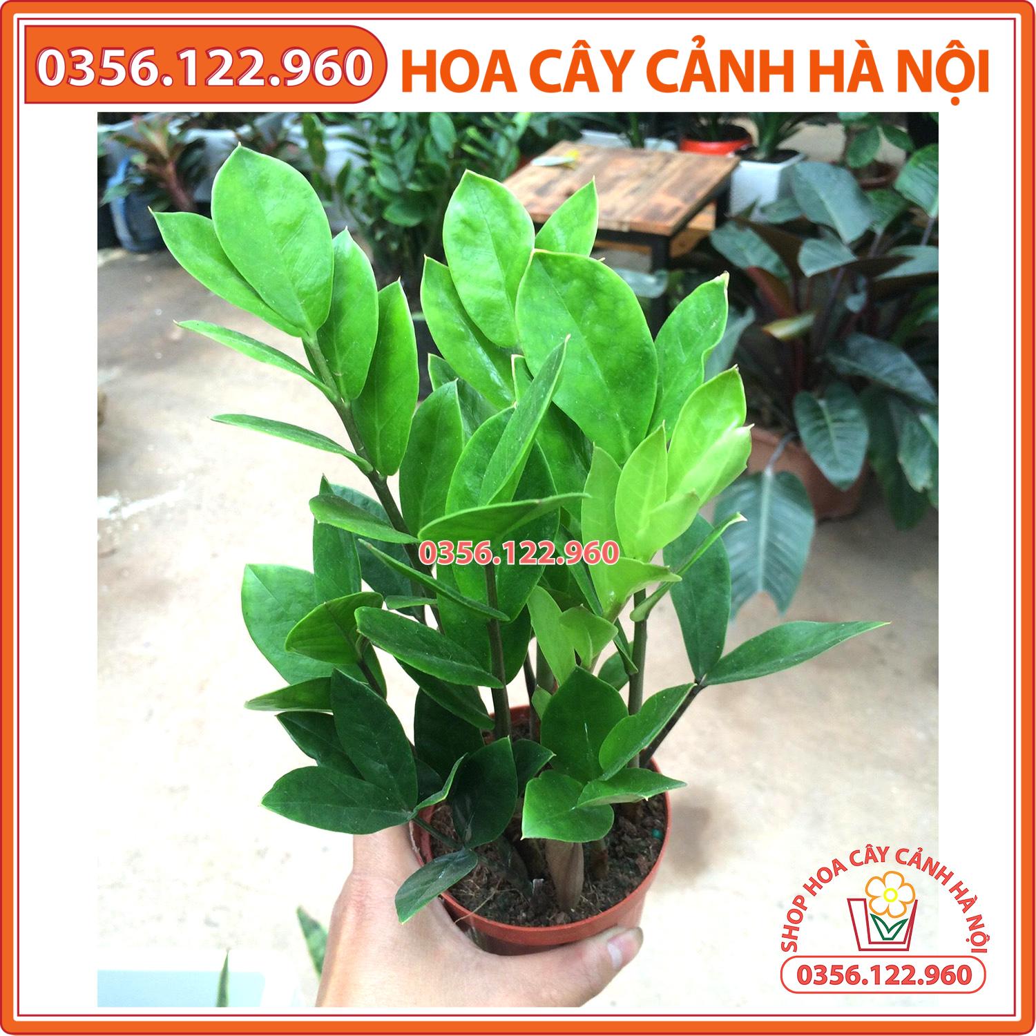 Cây kim tiền để bàn - cây cảnh trang trí