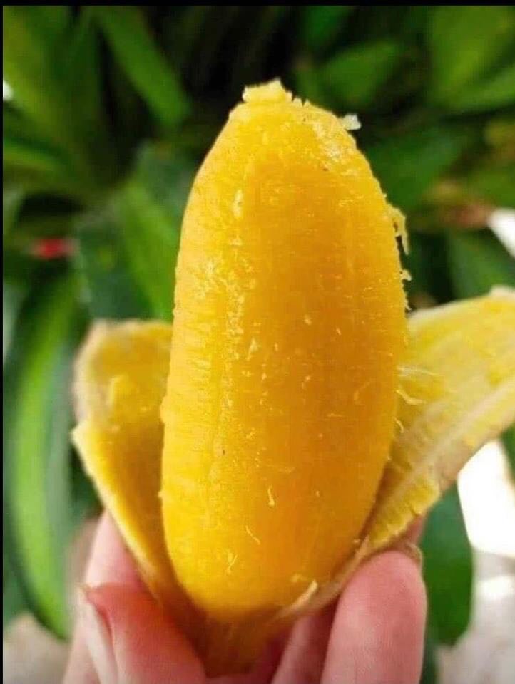 cây giống chuối sáp (chuối lá luộc)