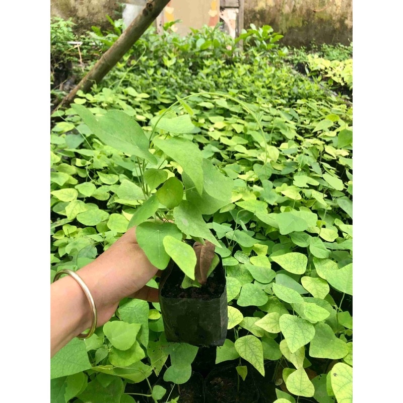 Cây giống sương sâm lông làm thạch ăn rất mát