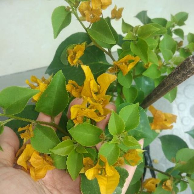 Cây hoa giấy ( màu vàng ) siêu hoa