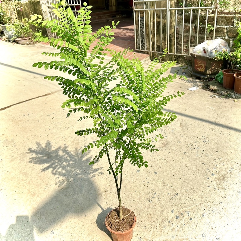 Cây hoa hoè nếp cao 70cm (Ảnh thật) - Lô mới về