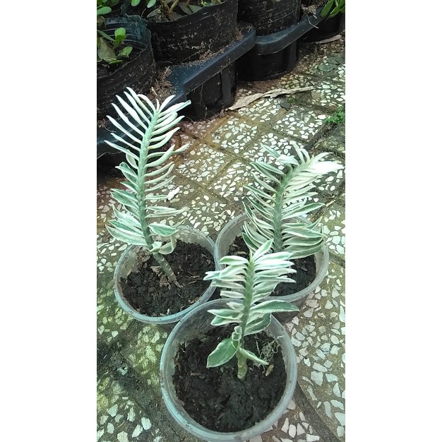 Cây cảnh mini để bàn - Cây Chân Rết