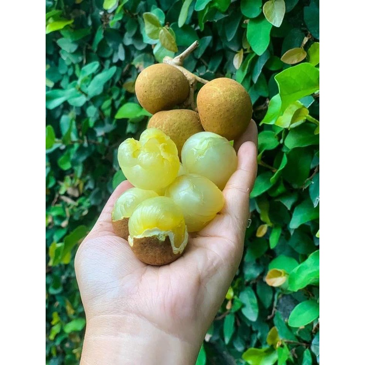 Cây giống nhãn tiêu da bò 7 tô _cây giống đức mạnh