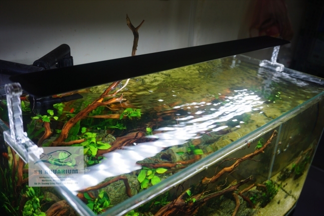 [HOÀN TIỀN 10%]ĐÈN CHIHIROS A VER2 45CM