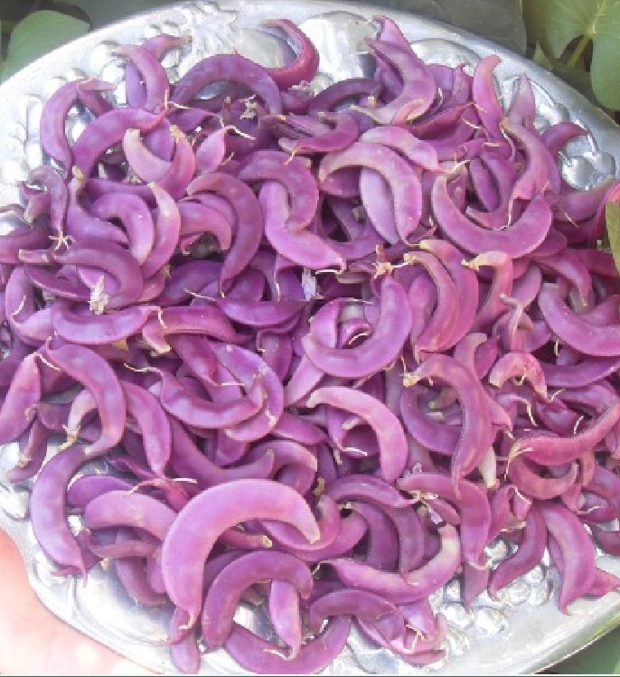Hạt Giống Đậu Ván Tím F1 - (5 hạt/gói) - VTNN2