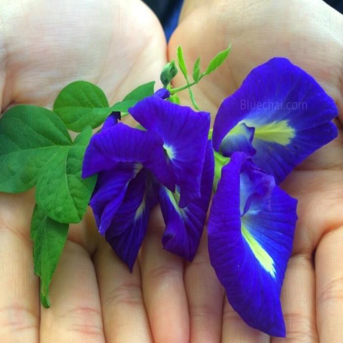 [HCM]Khu Vườn Hạt Giống Bông Biếc Butterfly Pea .