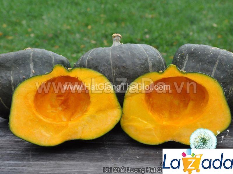 1Gr Hạt Giống Bí Đỏ Ngon Anh Quốc (A1.302| C38A*W44*M021)