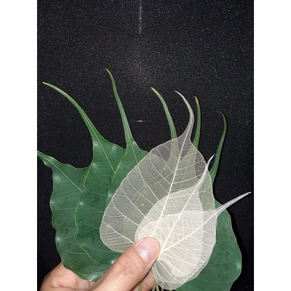 XƯƠNG LÁ SIZE LỚN 13cm -15cm