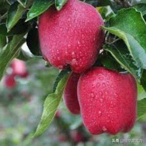 Túi 5 Hạt Giống Táo Đỏ Mỹ F1. Năng Xuất Cao - Chất Lượng Tốt