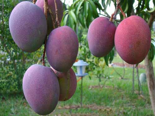 CÂY GIỐNG XOÀI TÍM SIÊU QUẢ- CAM KÊT GIỐNG CHUẨN F1