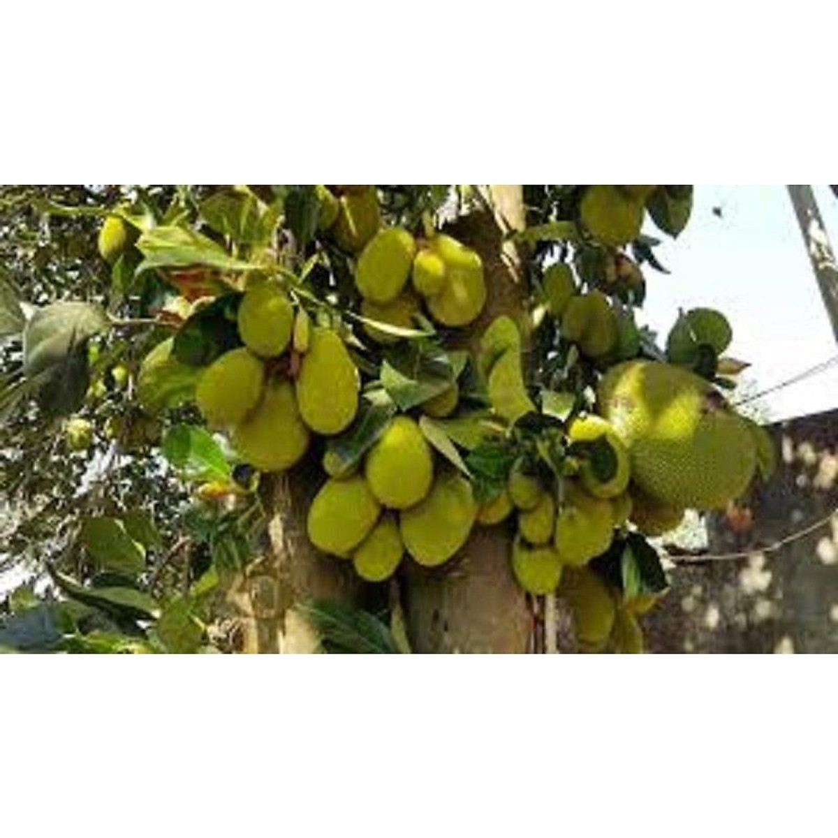 CÂY GIỐNG MÍT TỐ NỮ