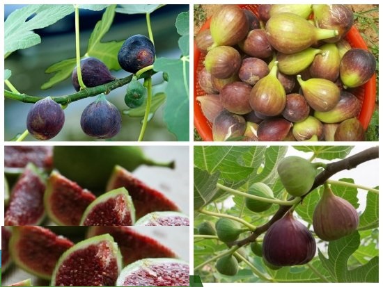 Cây giống sung mỹ cực ngon và đẹp - giống f1