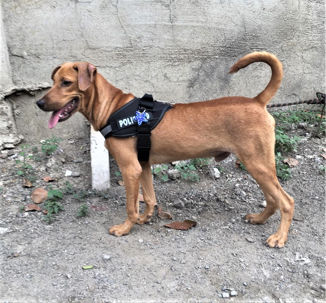 Đai yếm ngực cho Chó poli.ce K9 (không kèm dây dắt) - Love pets shop