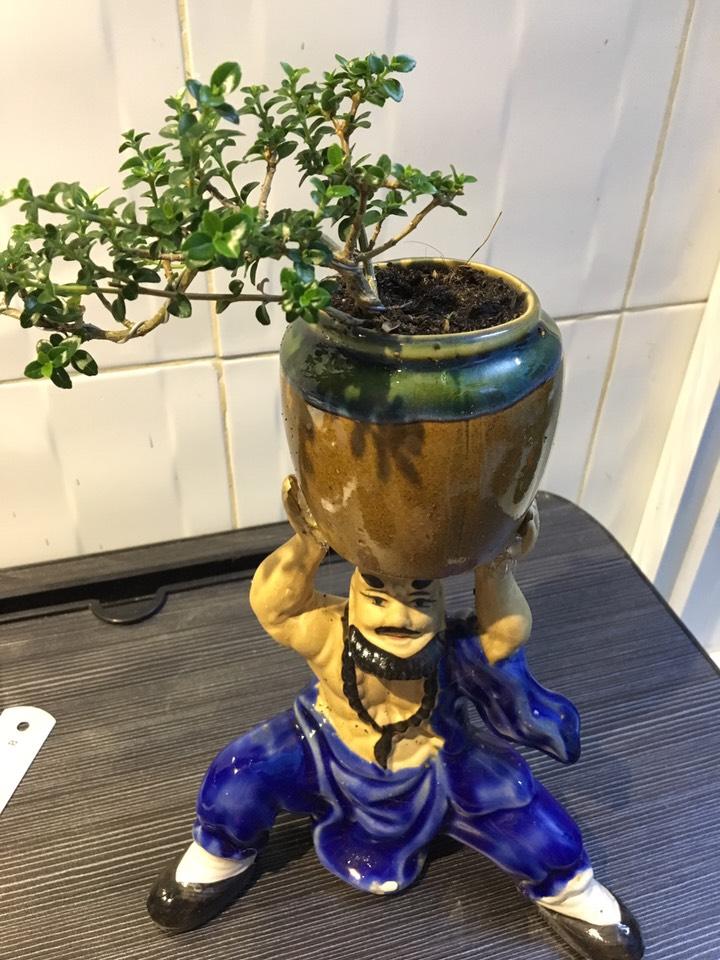 chậu la hán