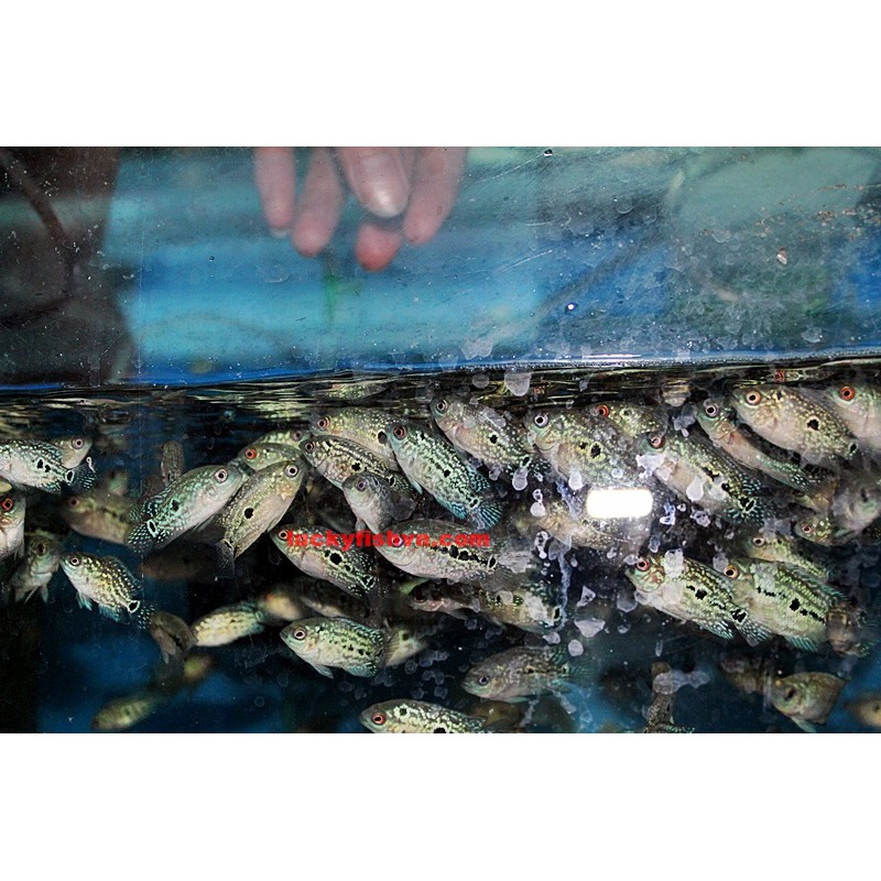 Thức Ăn Cá Top La Hán - Hàng Công Ty-Chiết 100G