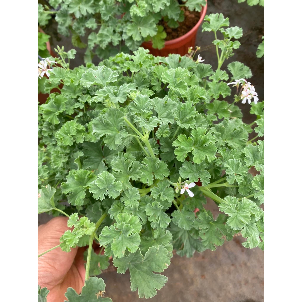 Cây Phong Lữ Táo JUN GARDEN Apple Geranium, Rất Thơm Và Dễ Chăm Sóc