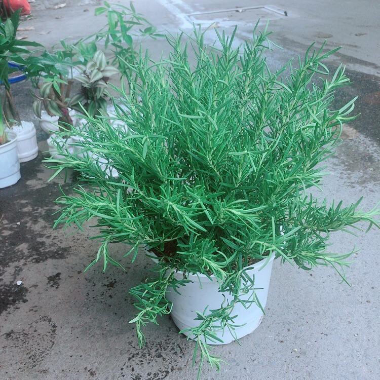 Chậu Hương Thảo Size Đại