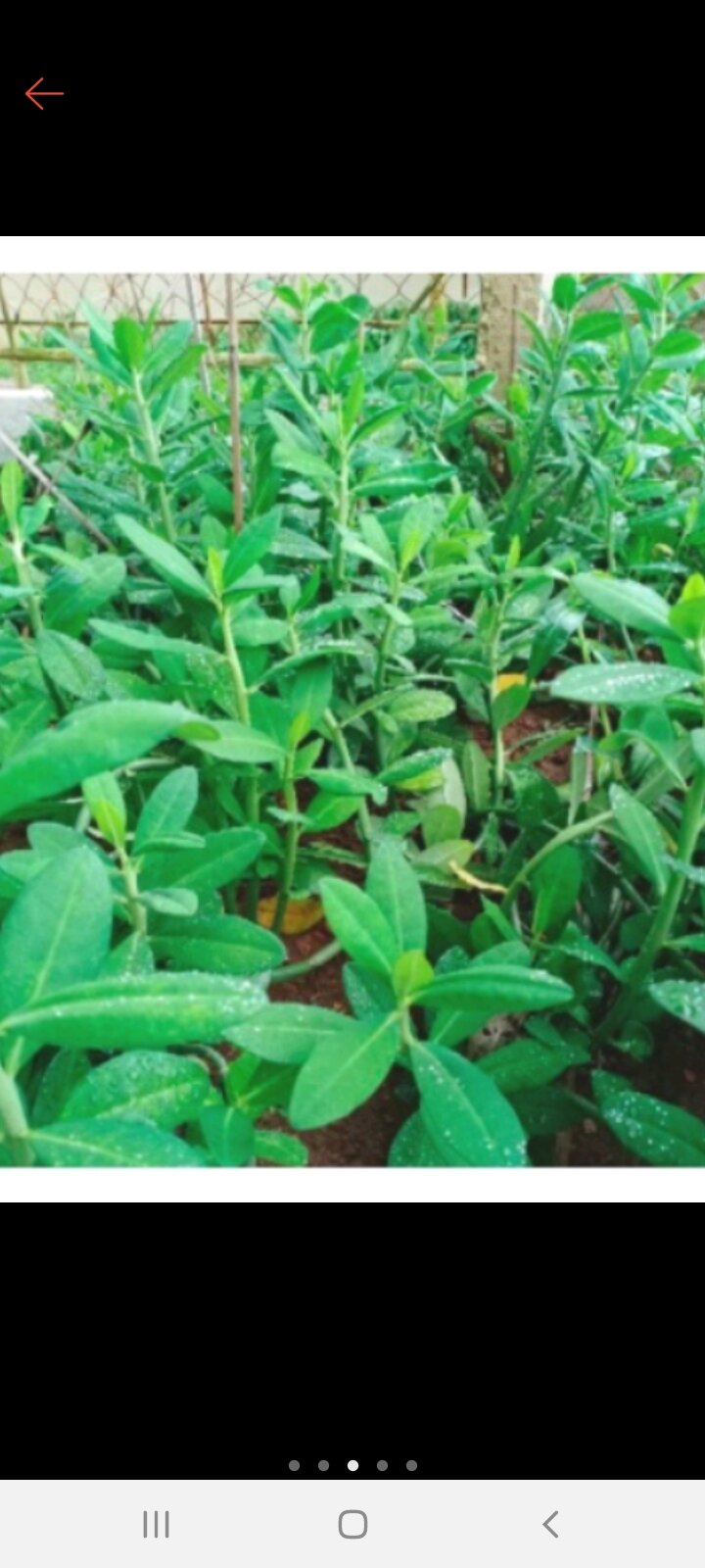 bầu 3 cây thạch anh
