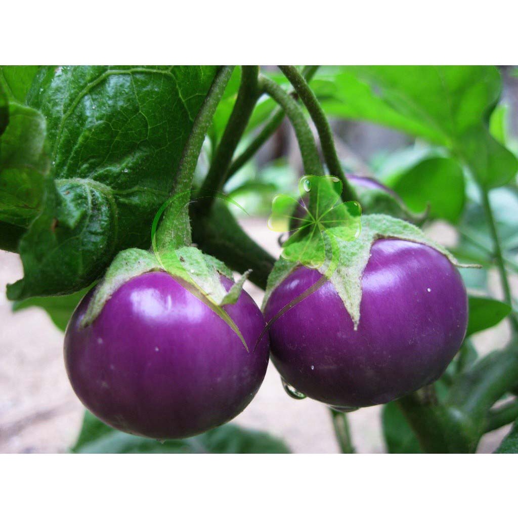 Hạt giống cà pháo tím f1 - gói 1 gram