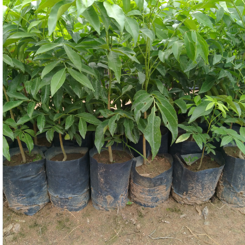 combo 10 cây giống mắc mật mật cao 40cm đẹp