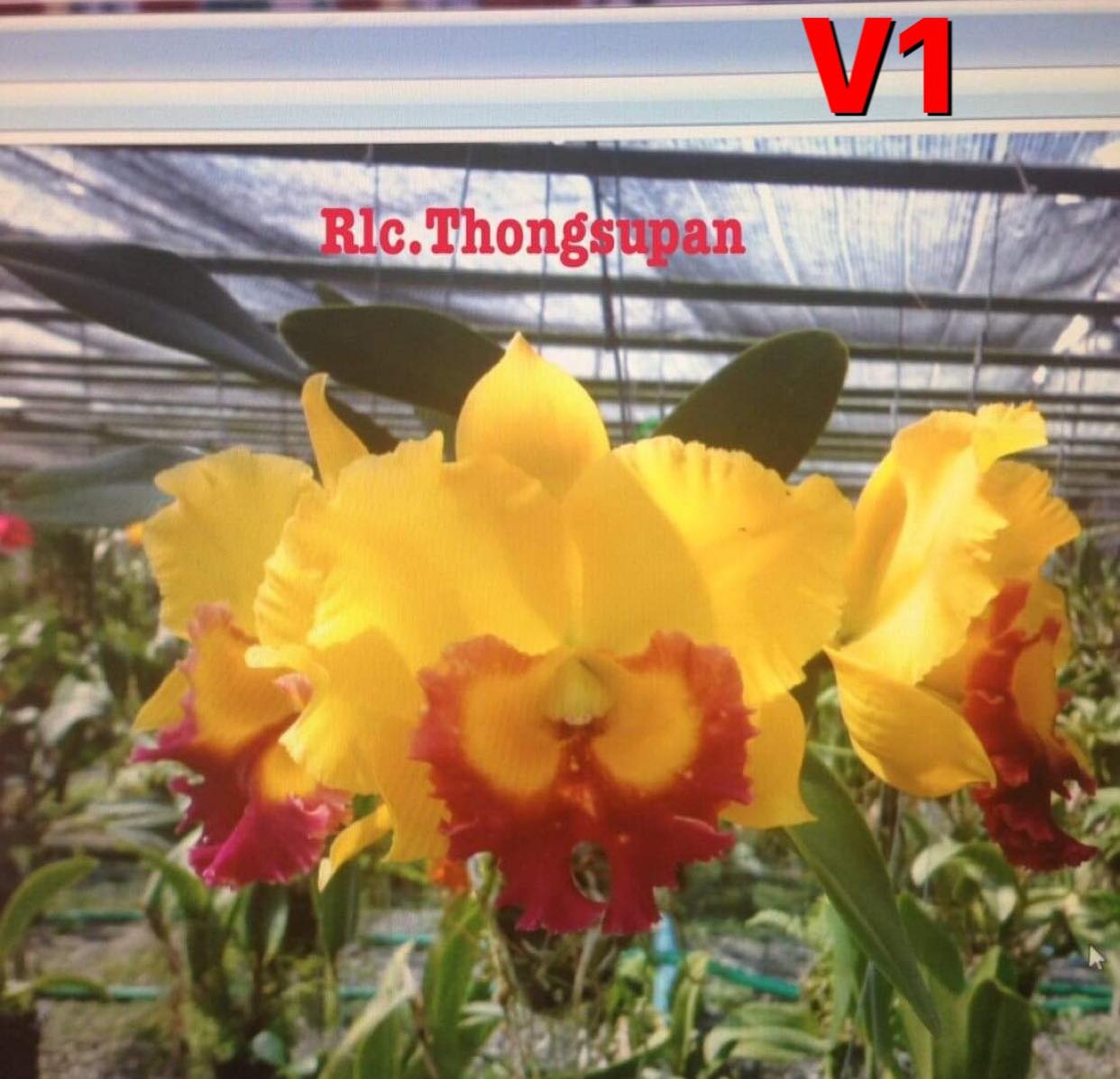 Lan Cattleya hàng Tem sưu tầm chuẩn mặt hoa, Nhập Thái Lan