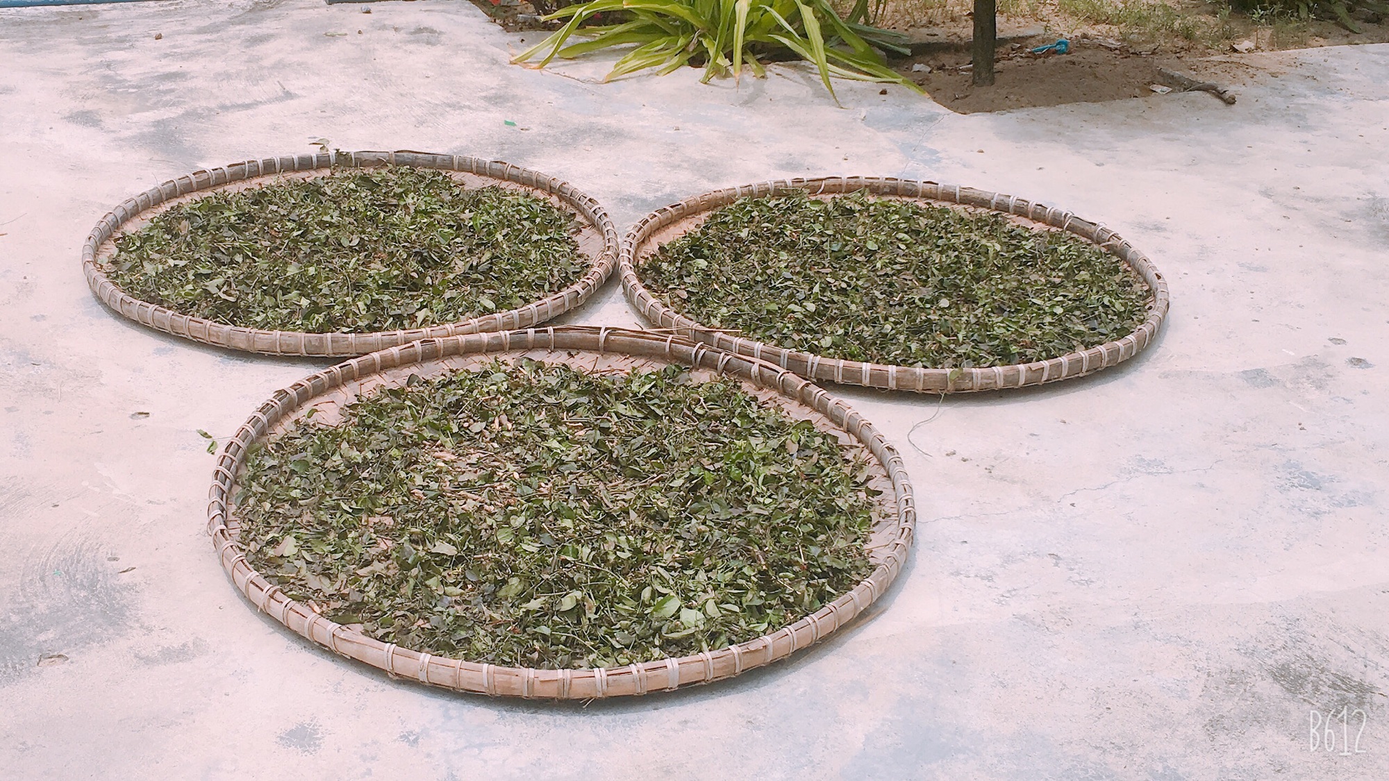 1kg lá trà vằng sẻ, đã sao vàng hạ thổ