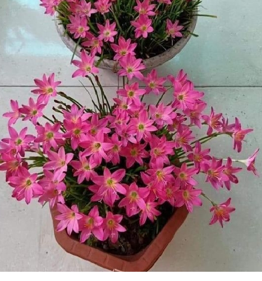 Combo 20 Củ hoa huệ mưa hoa màu hồng(củ tóc tiên ,)