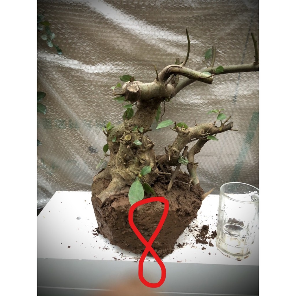 Cây sung bonsai phôi (ảnh thật) đánh số 1-20.