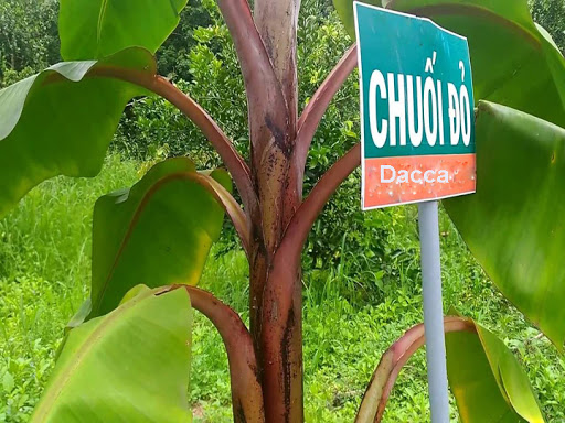 (GIỐNG CHUẨN) Cây Chuối đỏ cây mô, cây đẹp, giống chuẩn