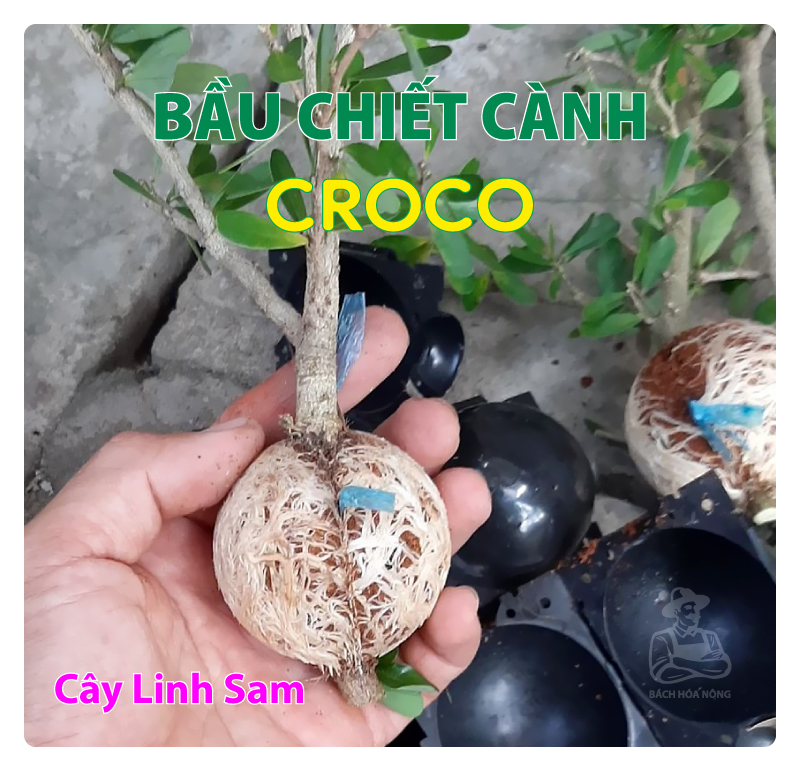 [HCM]Combo 3 Bầu chiết cành Croco - Size S (5cm), Màu Đen