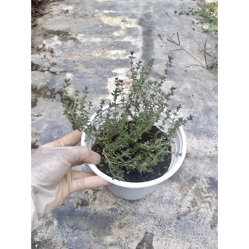 Thyme - cây xạ hương