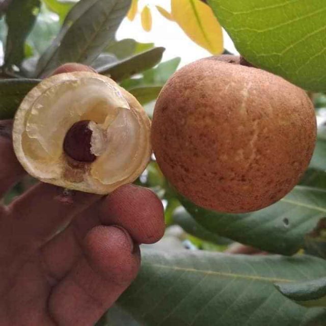 Nhãn ido thái lan hạt lép