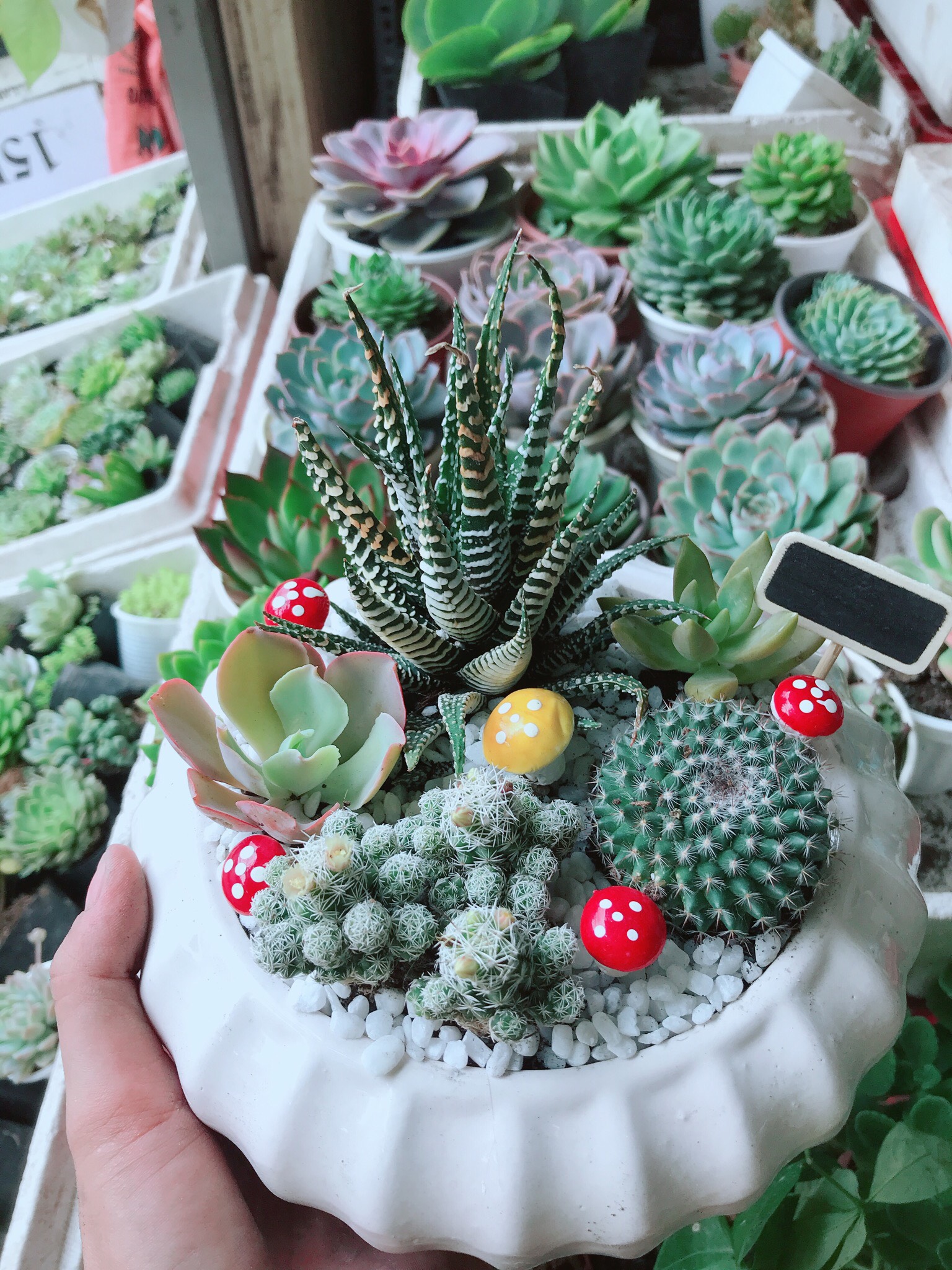 Chậu Xương Rồng Mix