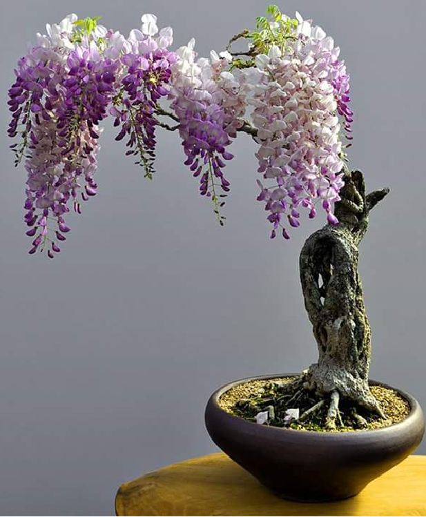 Hạt giống hoa tử đằng nhật bản gói 5 hạt - ( TẶNG gói kích thích hỗ trợ hạt nảy mầm)