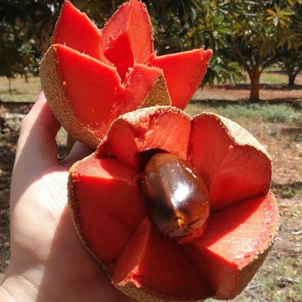 Cây Hồng Xiêm Ruột Đỏ Khổng Lồ ( Sapo Khổng Lồ )