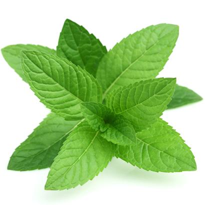 Tinh Dầu Bạc Hà - Peppermint - 10ml
