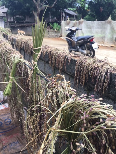 ĐẶC SẢN TÂY BẮC: GẠO KHẨU HANG (gạo đặc sản làm từ lúa nếp non tú lệ yên bái)