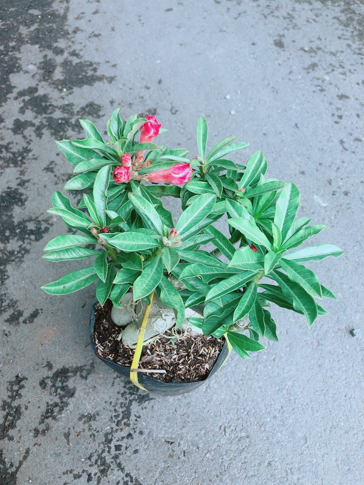 Cây Sứ Thái Kép