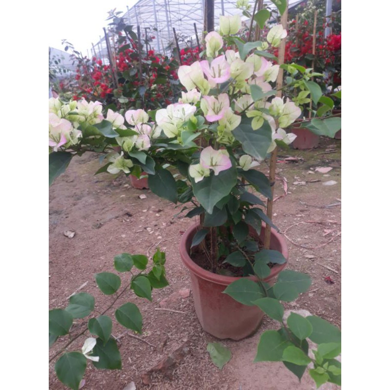 chậu Hoa giấy Sakura